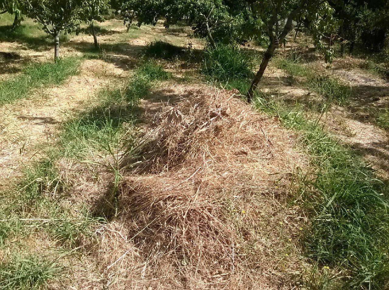 خروج بقایای گیاهی از باغ