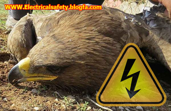 رضا نیک پیام، ایمنی برق ،Reza Nikpayam