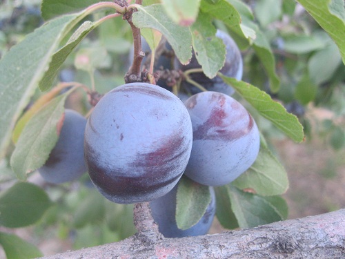 عکس ازعلی محمدی وبلاگ روستای حاجی آباد زبرخان  نیشابور
