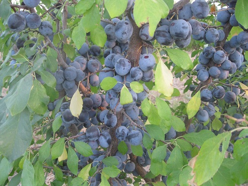 عکس ازعلی محمدی وبلاگ روستای حاجی آباد زبرخان  نیشابور