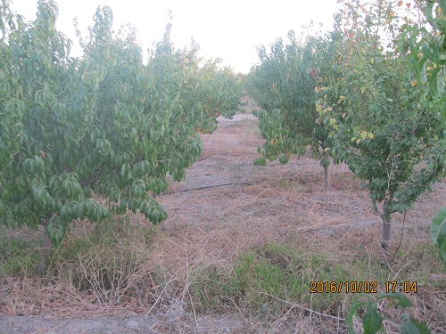 عکس ازعلی محمدی وبلاگ روستای حاجی آباد زبرخان  نیشابور