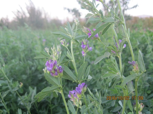 عکس ازعلی محمدی وبلاگ روستای حاجی آباد زبرخان  نیشابور
