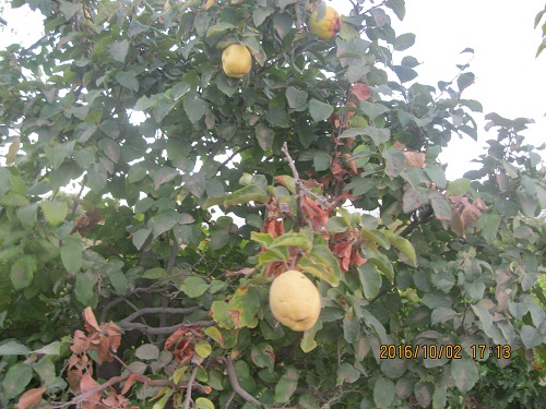 عکس ازعلی محمدی وبلاگ روستای حاجی آباد زبرخان  نیشابور