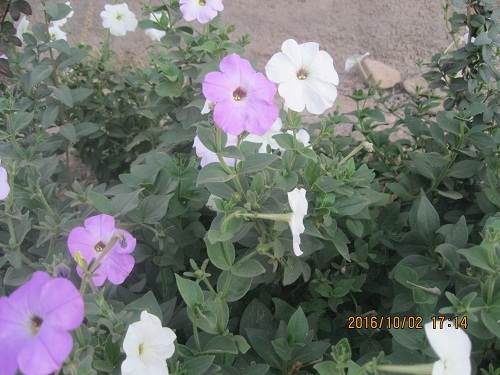 عکس ازعلی محمدی وبلاگ روستای حاجی آباد زبرخان  نیشابور
