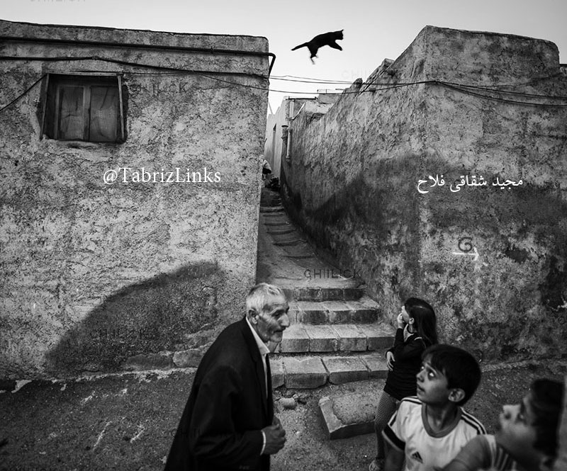 گربه