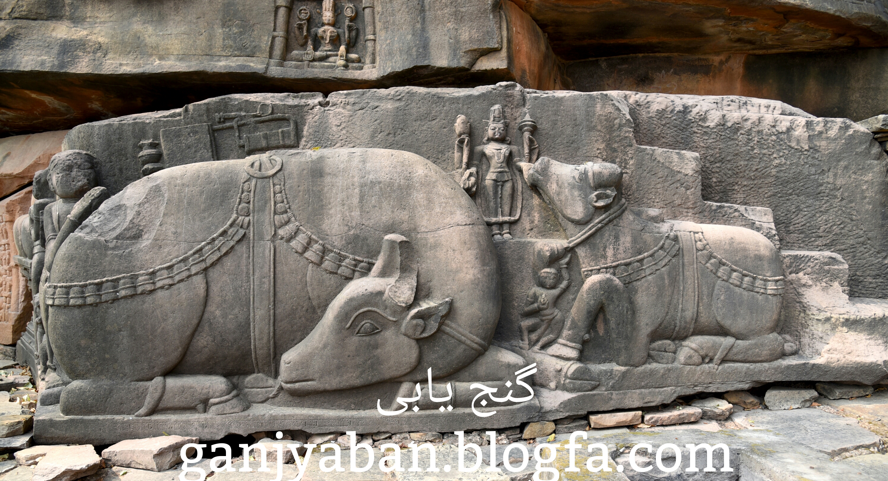 گاو گنج گاو دفینه