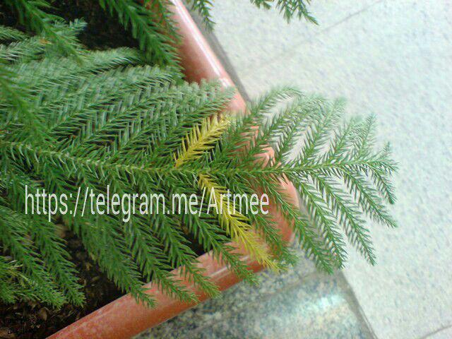http://s9.picofile.com/file/8270217334/photo_2016_10_09_13_28_51.jpg