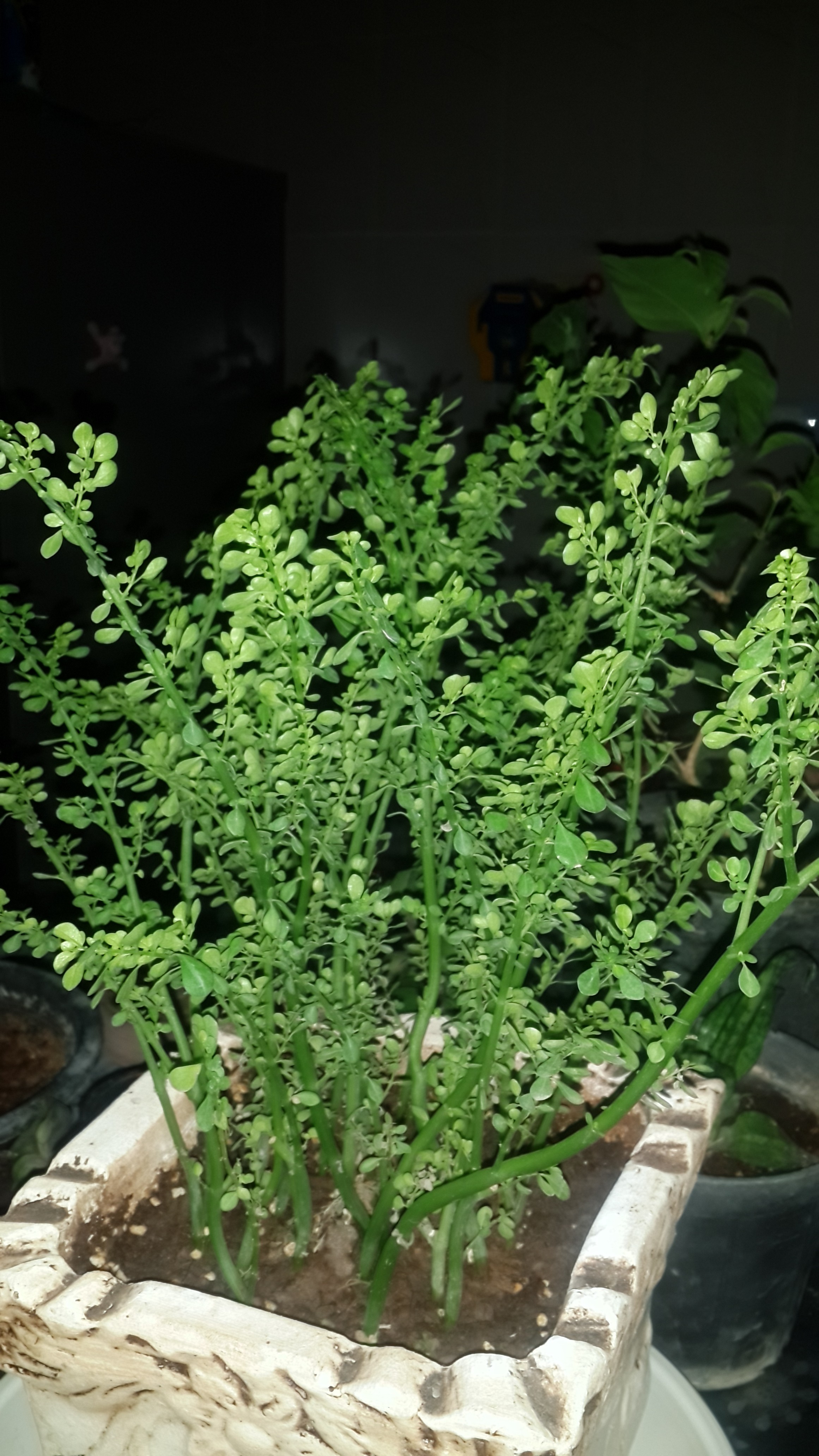 تصویر پرسش و پاسخ گیاه