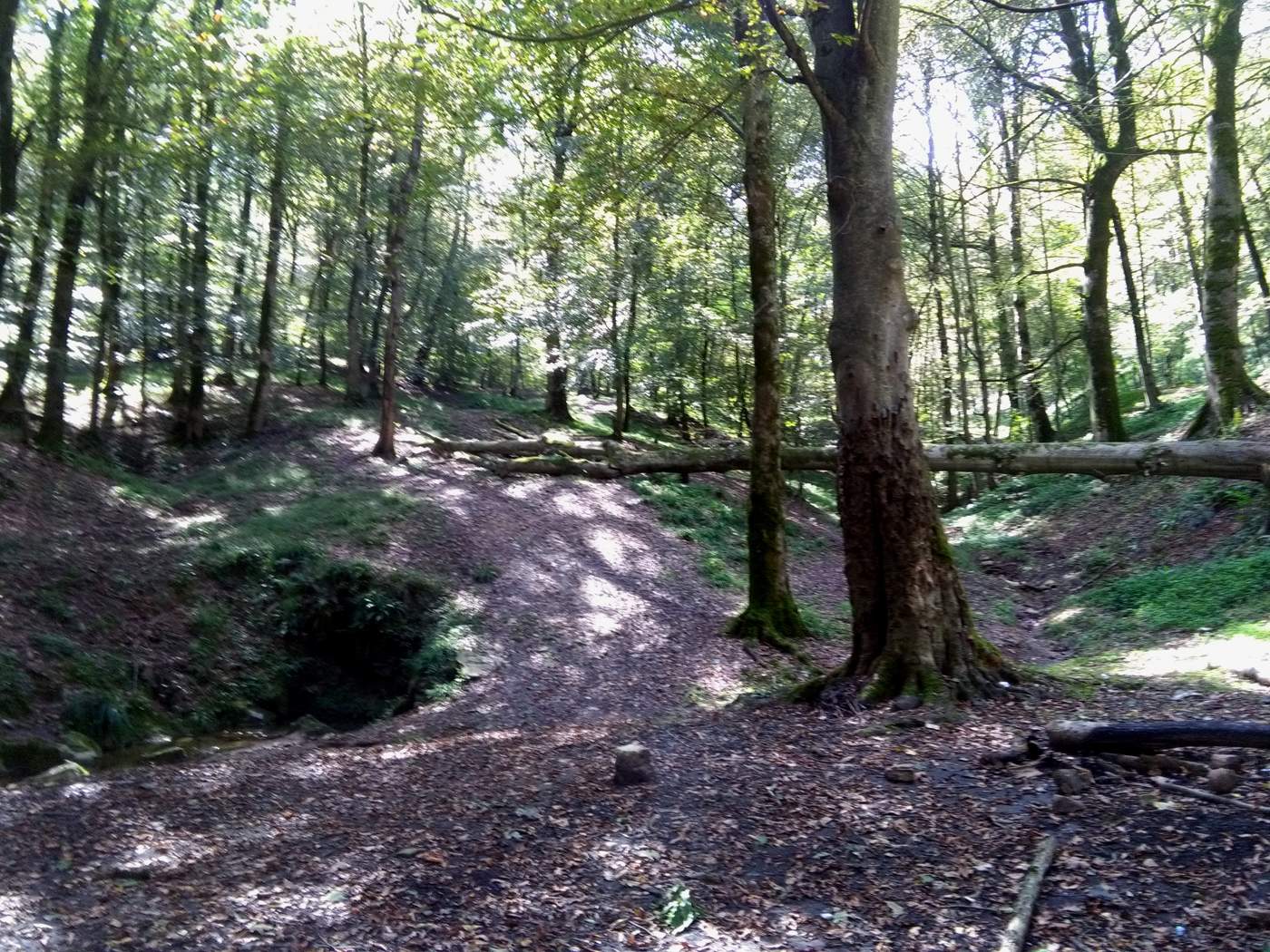 IMG_20161007_111501.jpg (1400×1050)