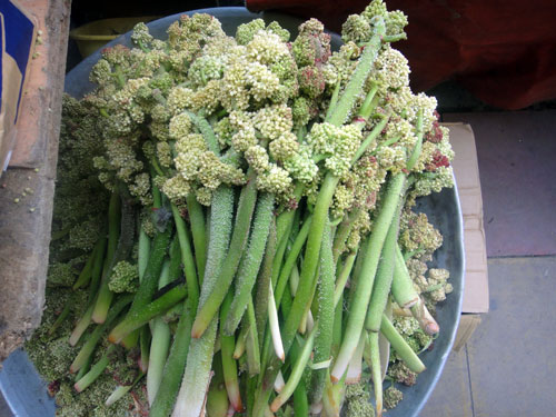 <a href='http://www.niloblog.com/top/ریواس/'>ریواس</a> مرند