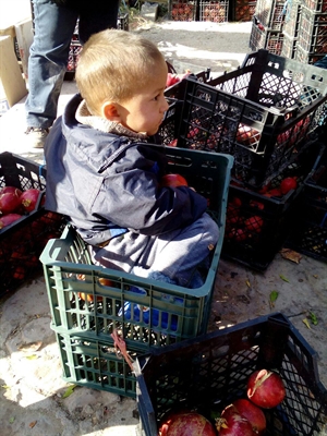 کودک افغان در سبد انار در روستای محمودآباد