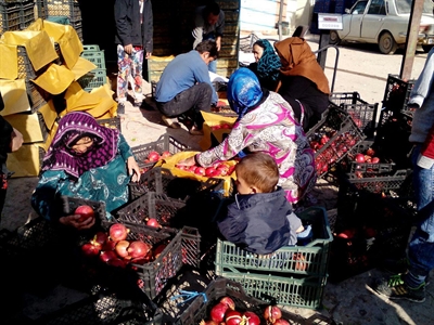 مهاجران افغان در حال دسته بندی انارها