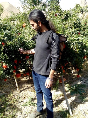 چیدن انار در باغ انار محمودآباد