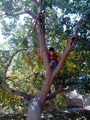 امید بر روی شاخه درخت توت در محمودآباد