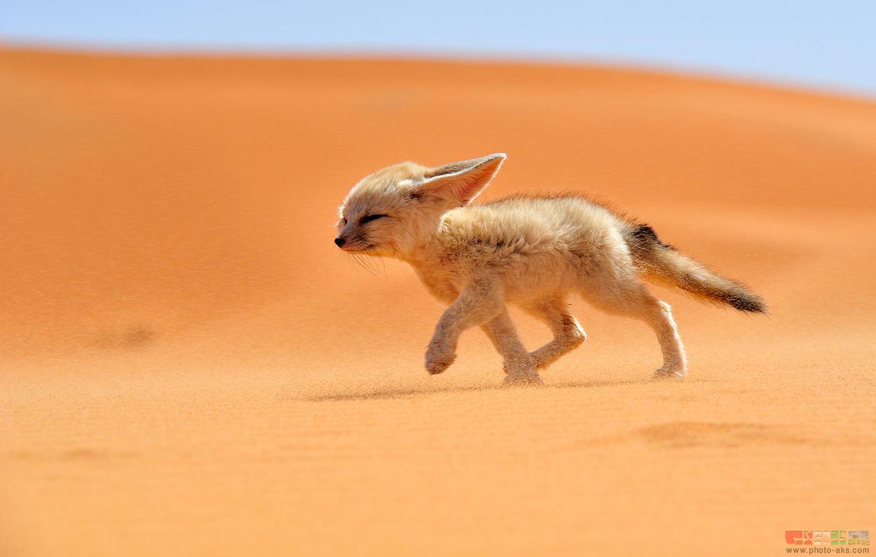 روباه کویری