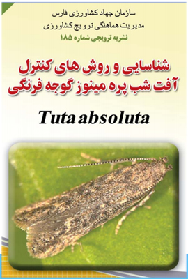 پروانه مینوز گوجه فرنگی