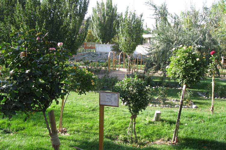 گیاه شناسی