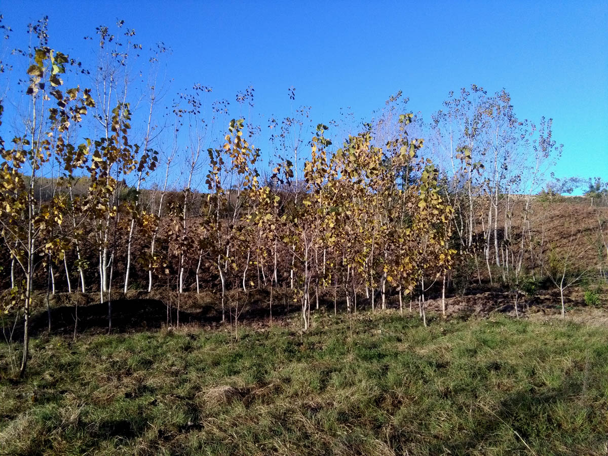 1_4_.jpg (1200×900)