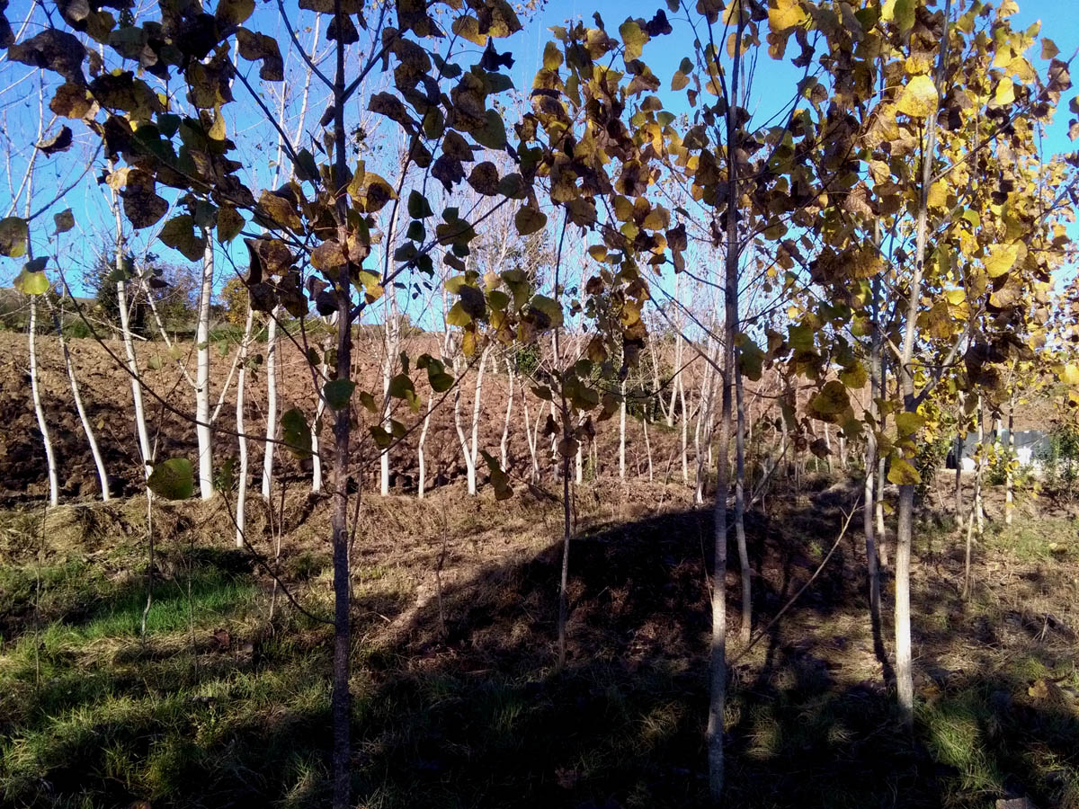 1_6_.jpg (1200×900)