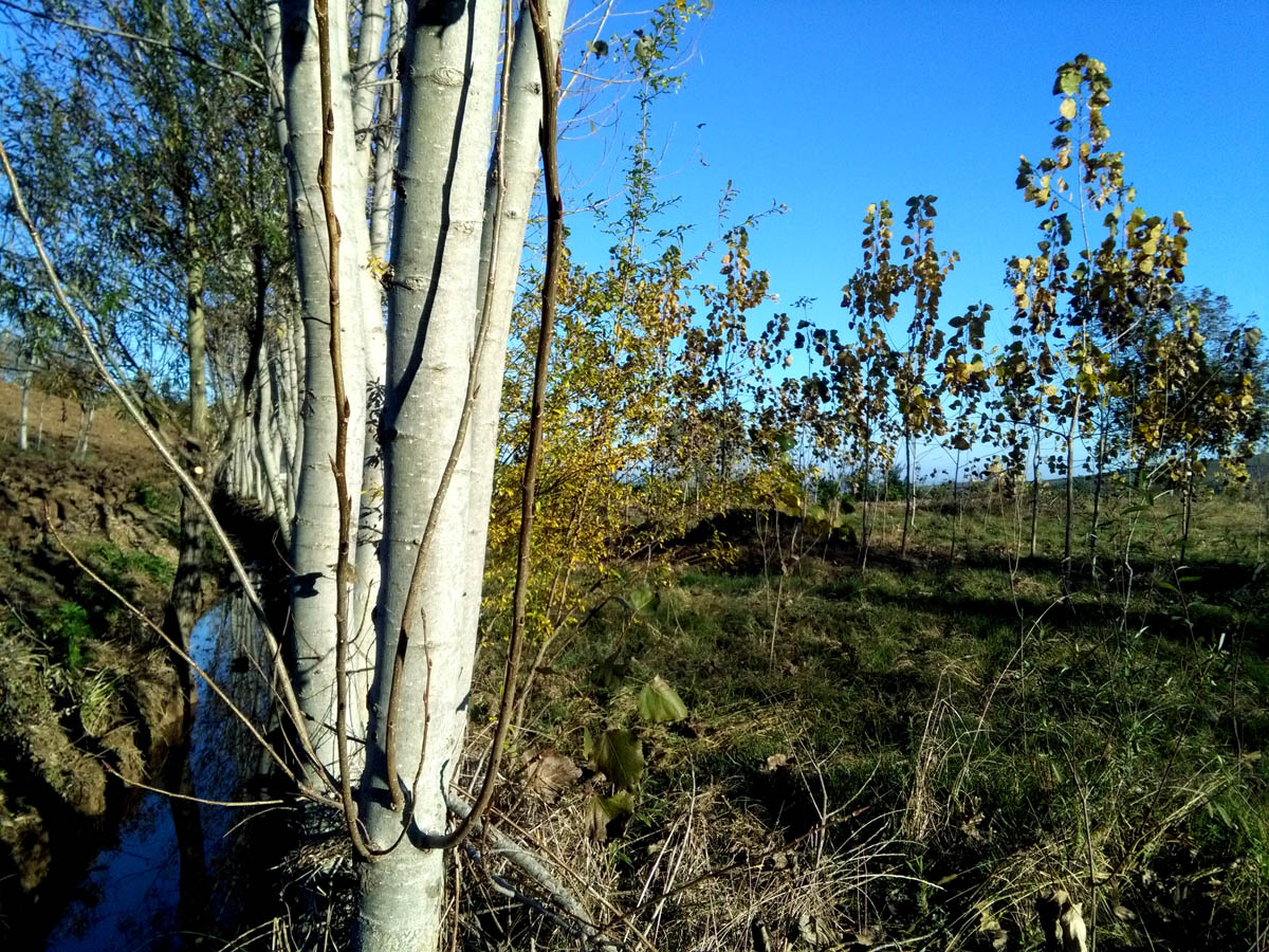 1_12_.jpg (1200×900)