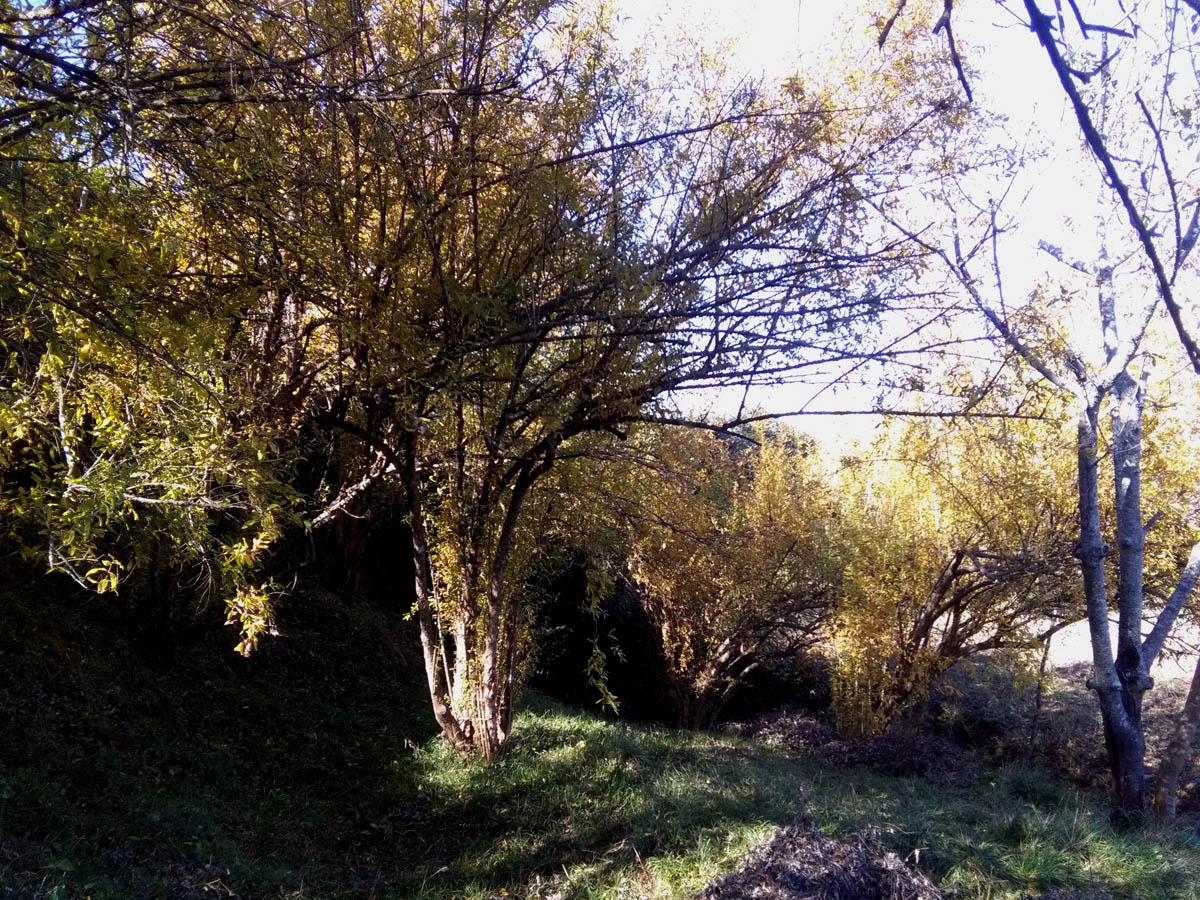 1_21_.jpg (1200×900)