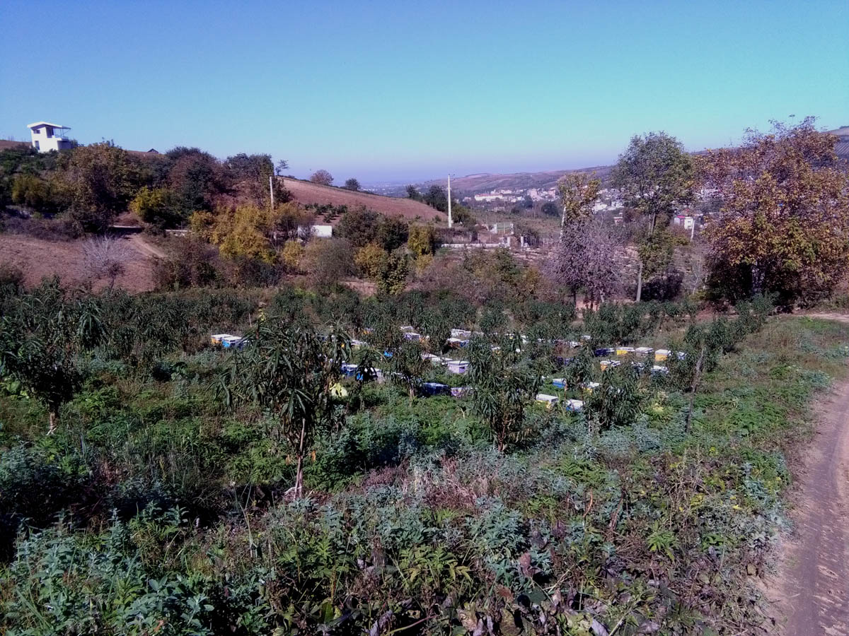 1_33_.jpg (1200×900)