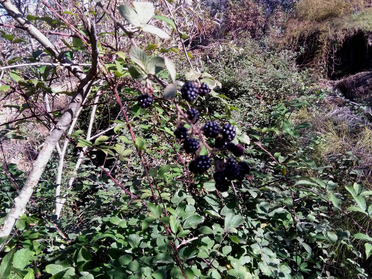 1_37_.jpg (1200×900)