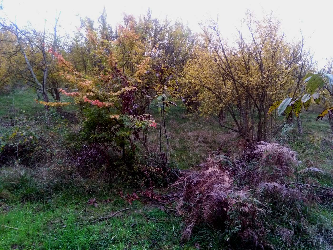 1_5_.jpg (1400×1050)