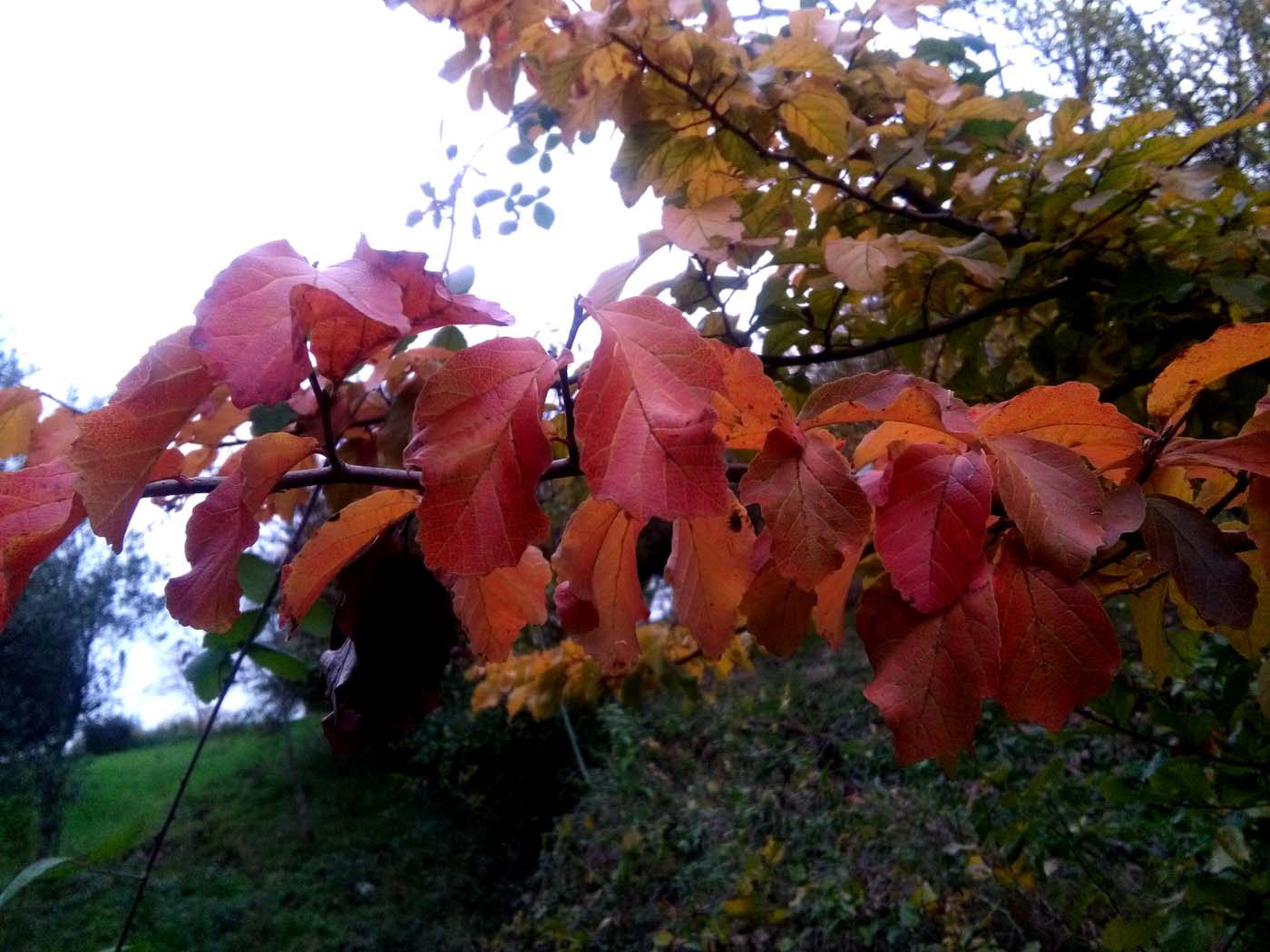 1_6_.jpg (1400×1050)