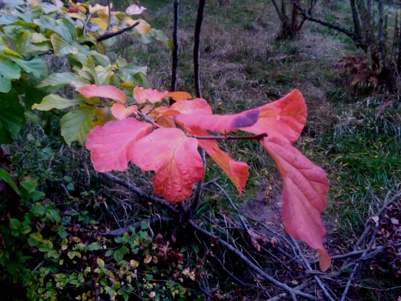 1_9_.jpg (1400×1050)