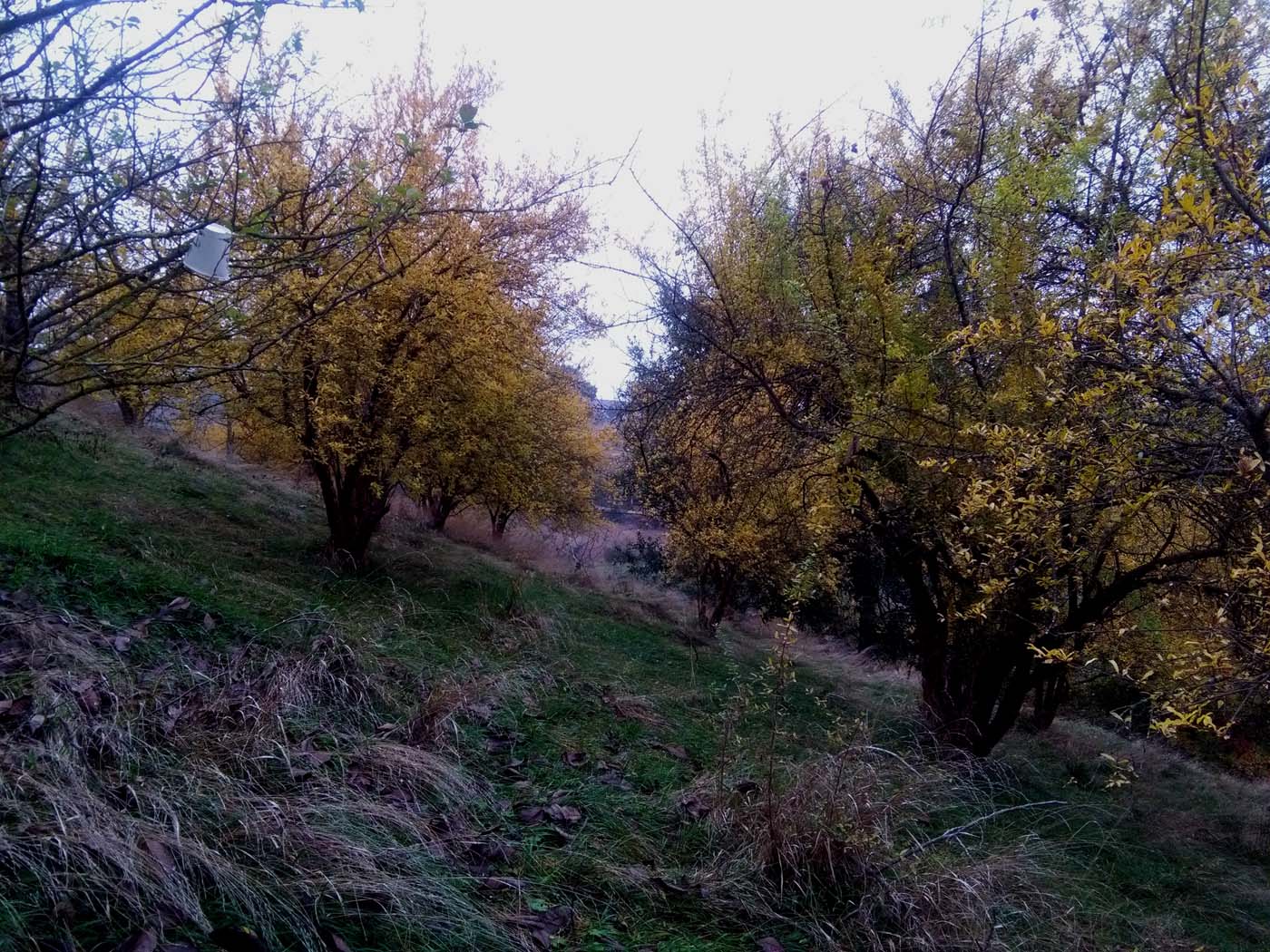 1_11_.jpg (1400×1050)