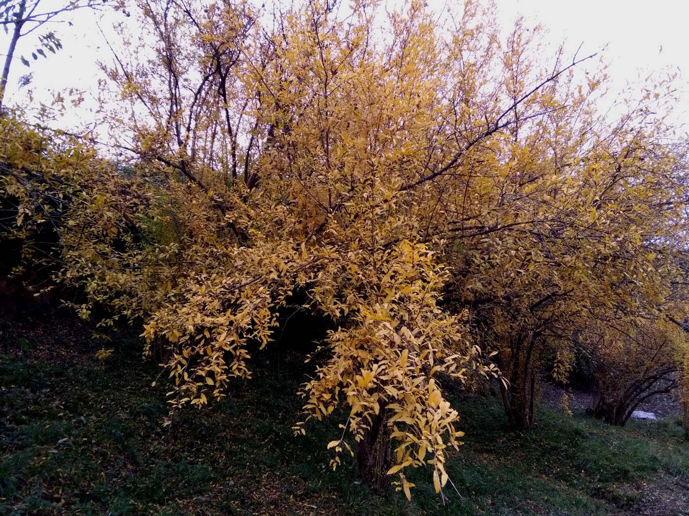 1_17_.jpg (1400×1050)