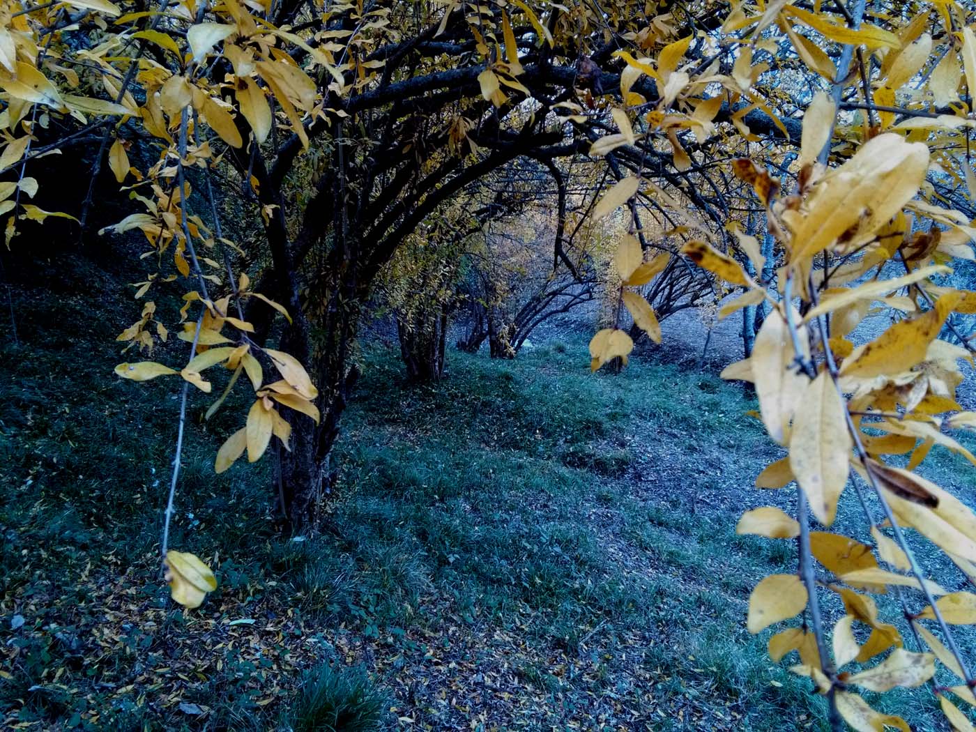 1_19_.jpg (1400×1050)