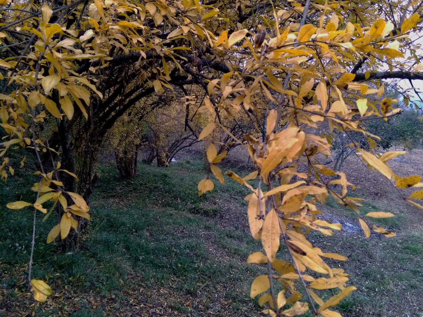 1_20_.jpg (1400×1050)