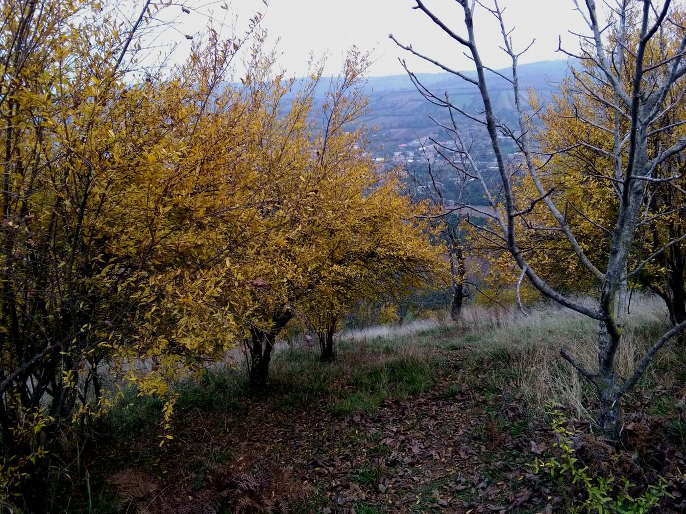 1_24_.jpg (1400×1050)