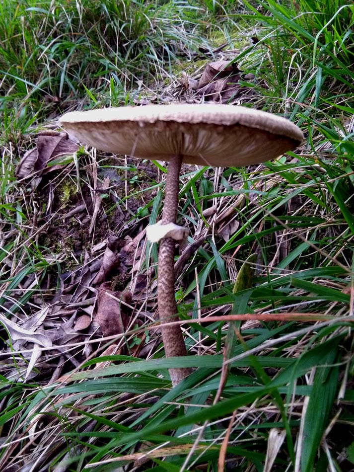 1_10_.jpg (713×950)