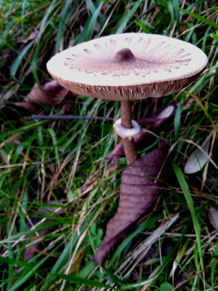 1_13_.jpg (713×950)