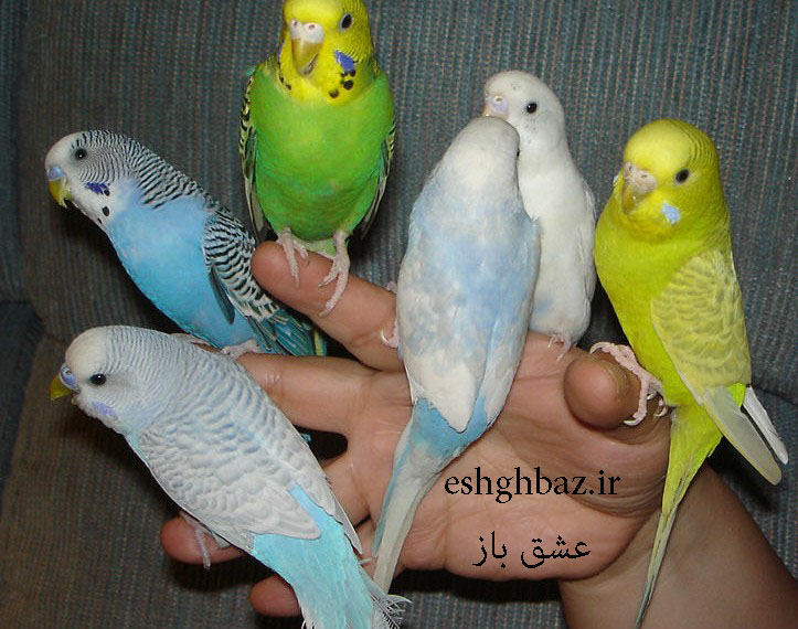مرغ عشق