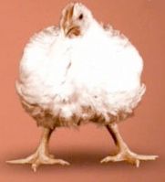 مرغ ماشینی