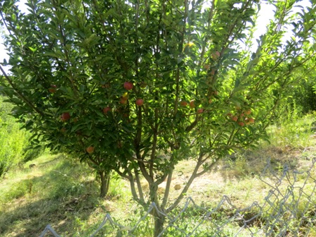 http://s9.picofile.com/file/8279281450/IMG_5313.JPG