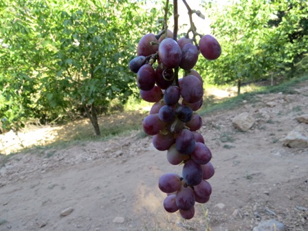http://s9.picofile.com/file/8279281492/IMG_5315.JPG