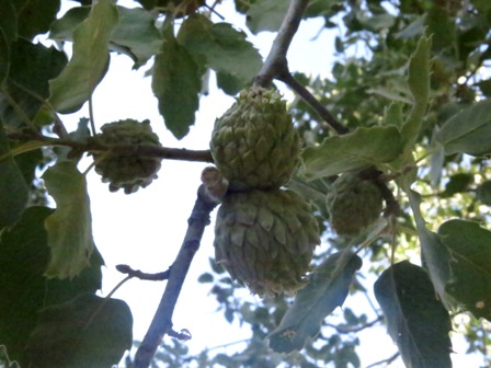 http://s9.picofile.com/file/8279281500/IMG_5317.JPG
