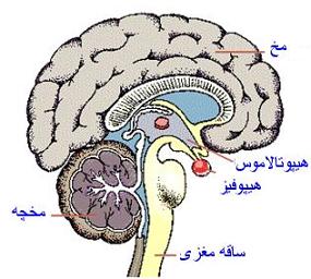 هیپوتالاموس و هیپوفیز