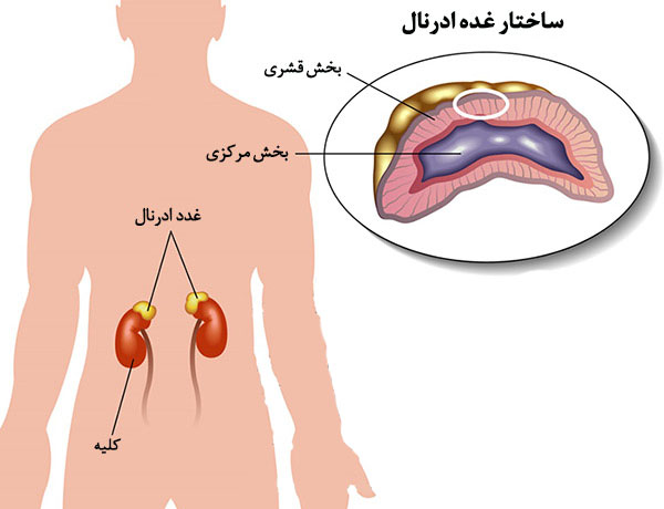 غده آدرنال