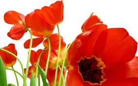 http://s9.picofile.com/file/8282147634/images.jpg
