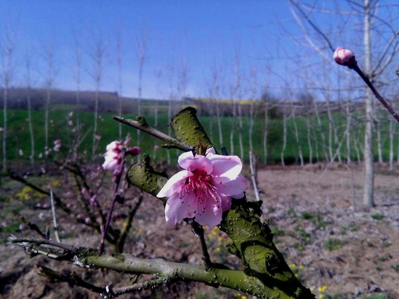 1_6_.jpg (1400×1050)