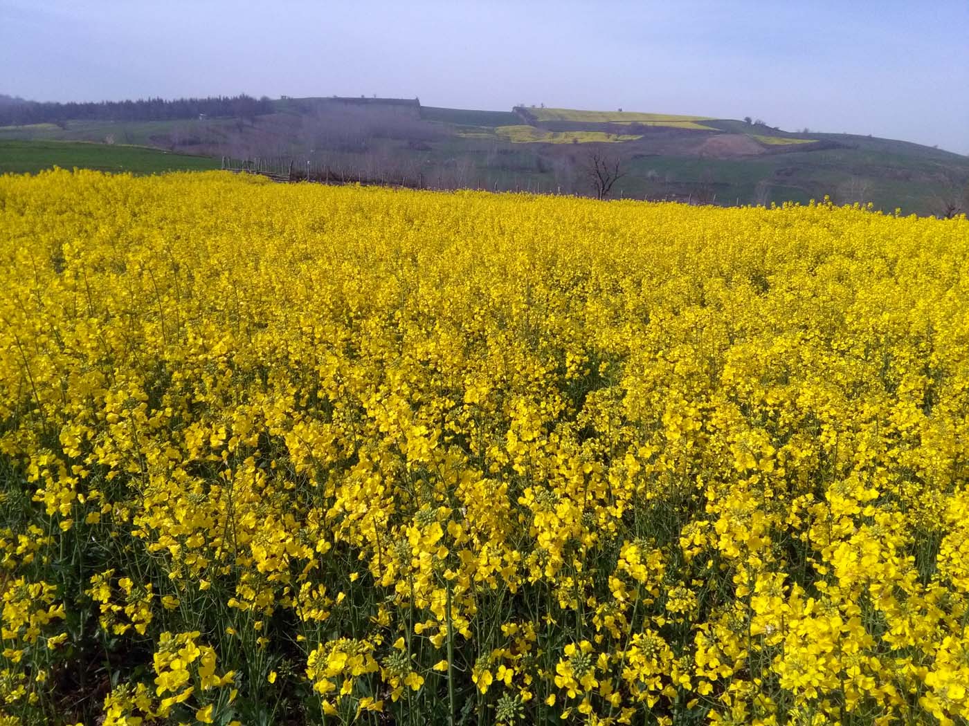 1_8_.jpg (1400×1050)