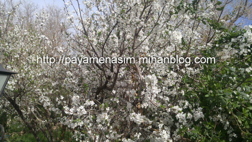 http://s9.picofile.com/file/8290641084/4_2_.jpg