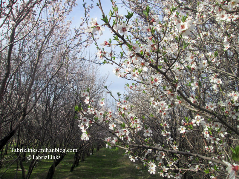 باغات عجبشیر