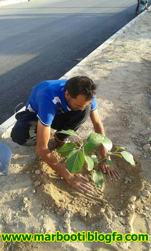 http://s9.picofile.com/file/8292020868/planting33.jpg